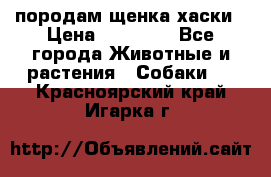 породам щенка хаски › Цена ­ 10 000 - Все города Животные и растения » Собаки   . Красноярский край,Игарка г.